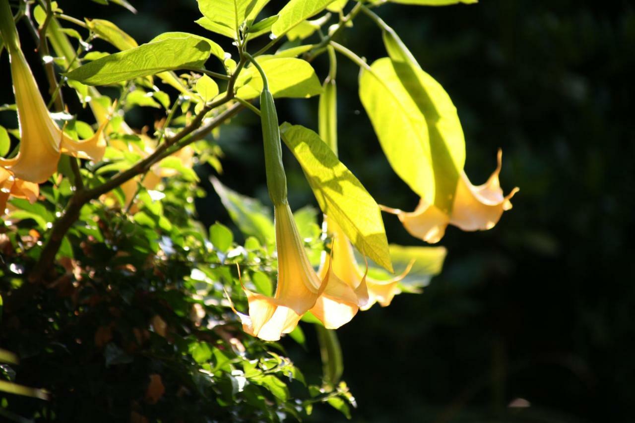 Chambres "Au Jardin" ビスカロッス エクステリア 写真